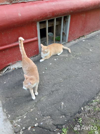 Рыжики пропадают