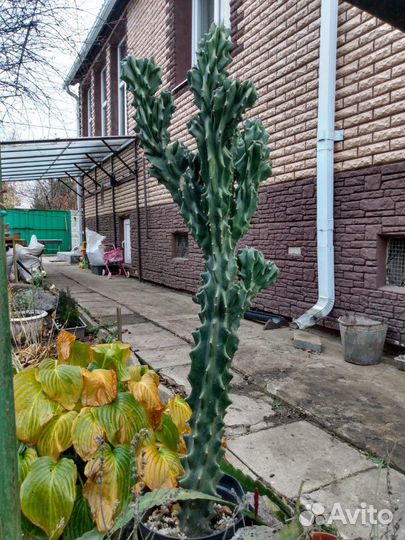 Коллекция кактусов