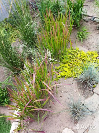 Декоративные злаки
