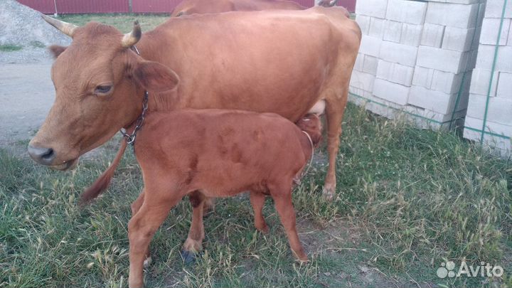 Корова дойная