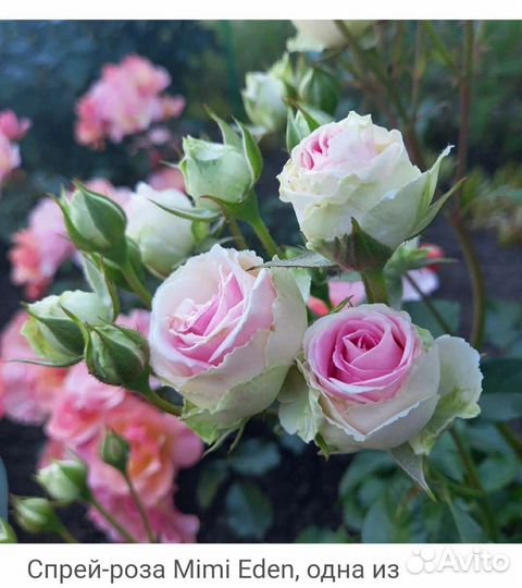 Кустовые розы саженцы (на осень)