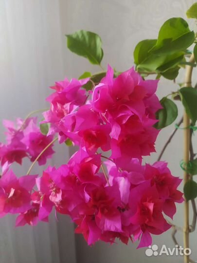 Бугенвиллии