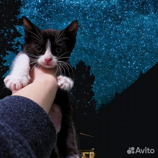 Две красотки ищут любящих родителей