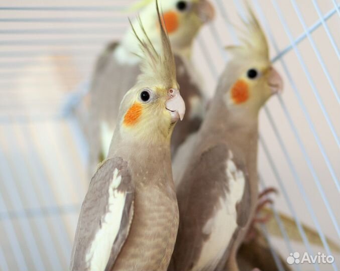 Попугай Нимфа птенцы