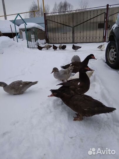 Индоутки немецкие