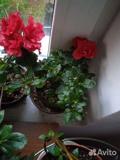 Азалия комнатная
