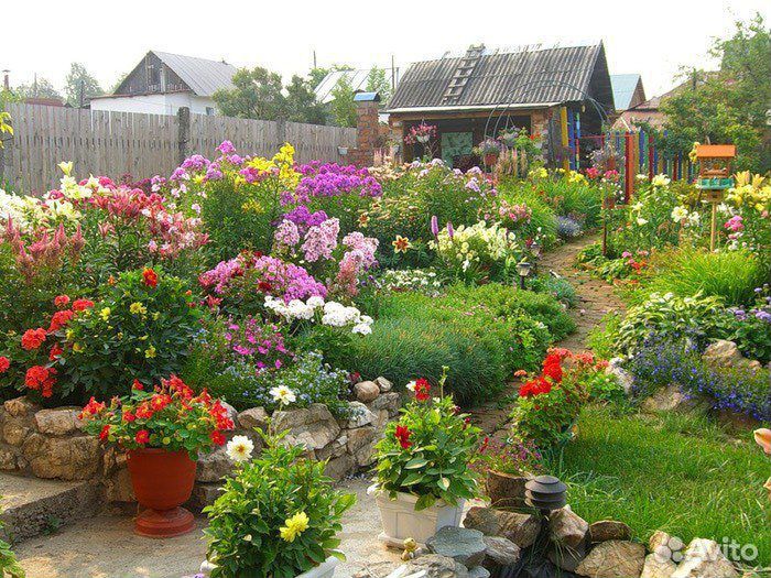 Многолетние цветы