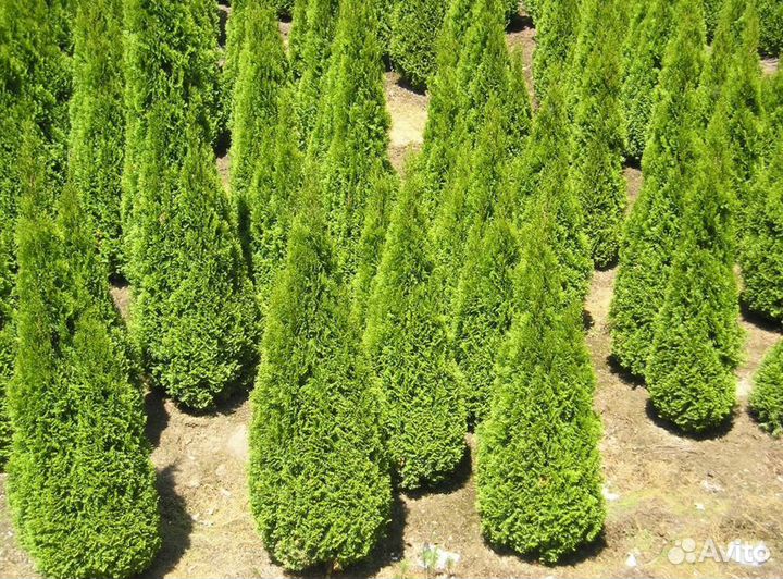 Крупномеры туи