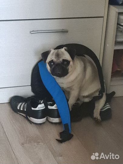 Мопс вязка