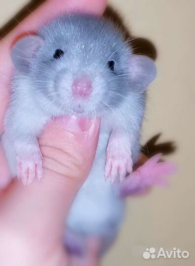 Крыса, крысята дамбо элитные, а также бронь