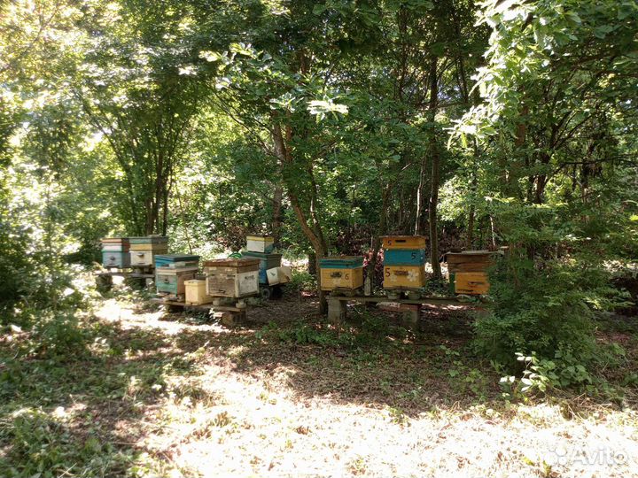 Улей пасека пчелы
