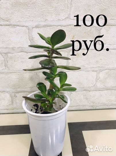 Комнатные цветы 2