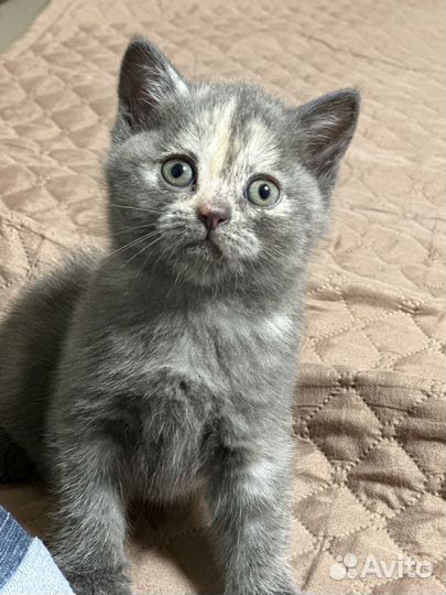 Шотладские котята