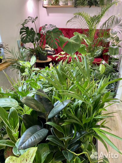 Хойя Кримсон квин триколор