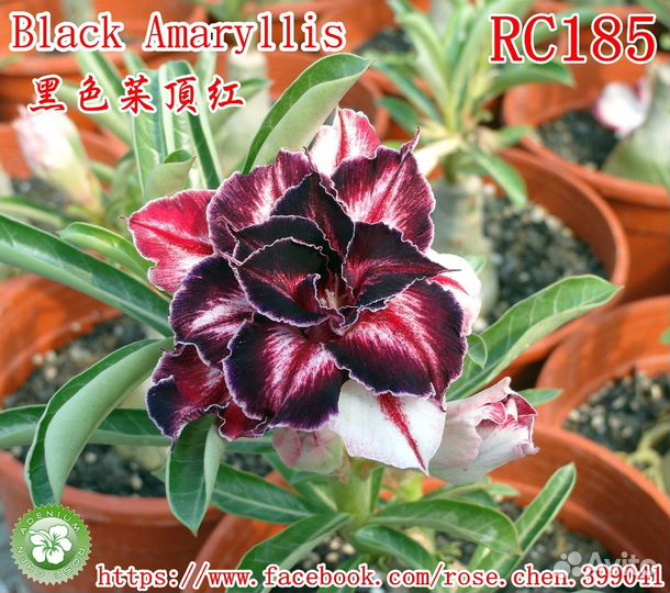 Сортовые адениумы