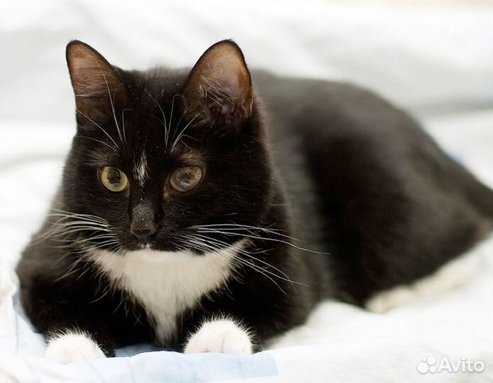 Знакомьтесь, Дизель)