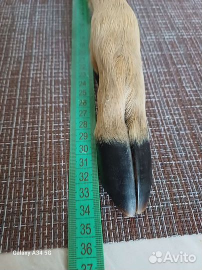 Нога косули