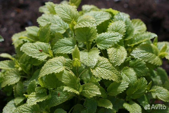 Мята, мелиса