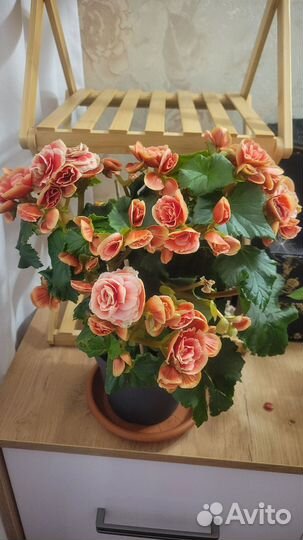 Бегония Бориас