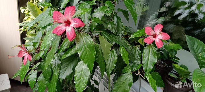 Гибискус китайская роза