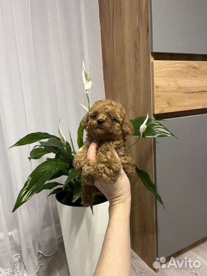 Тедди принцесса Импорт Китай