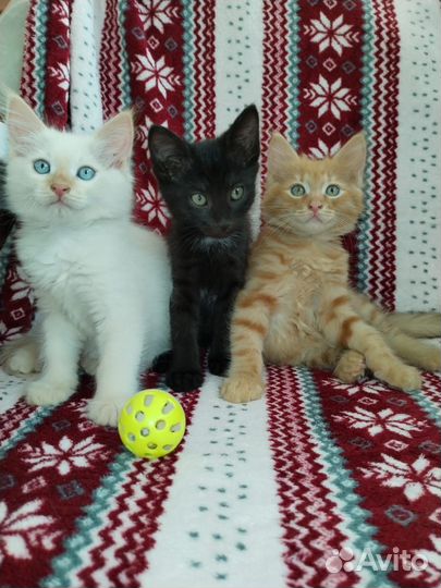 Котята в добрые руки