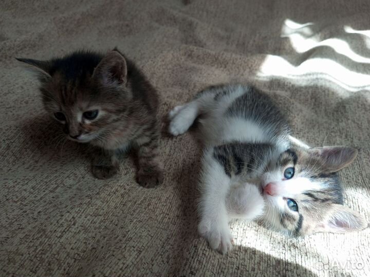 Котенок в дар бесплатно