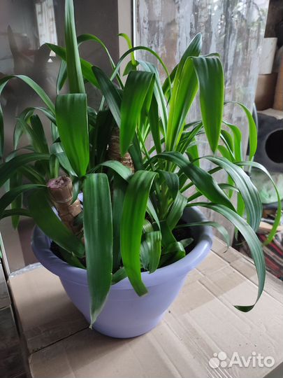 Пальма юкка