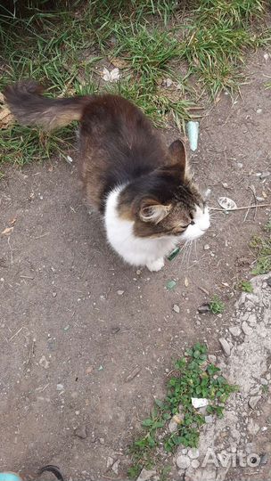 Кошка в дар бесплатно