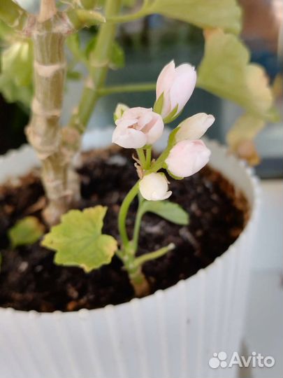 Пеларгония герань