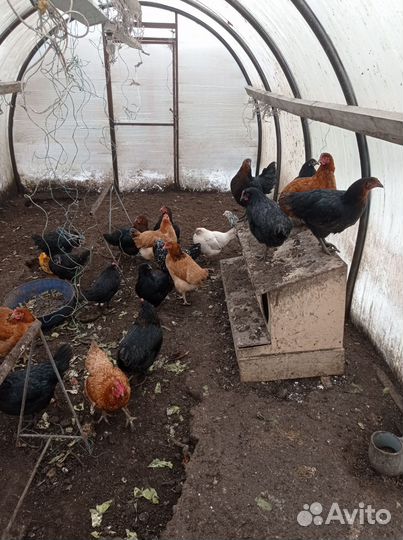 Куры молодки