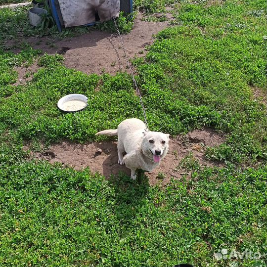 Собака в добрые руки