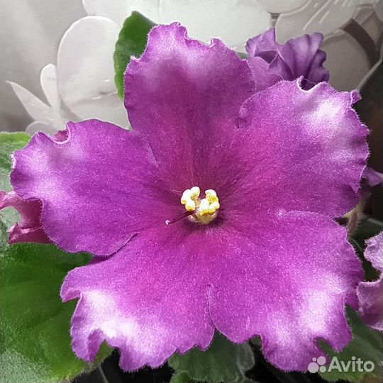 Сортовые фиалки