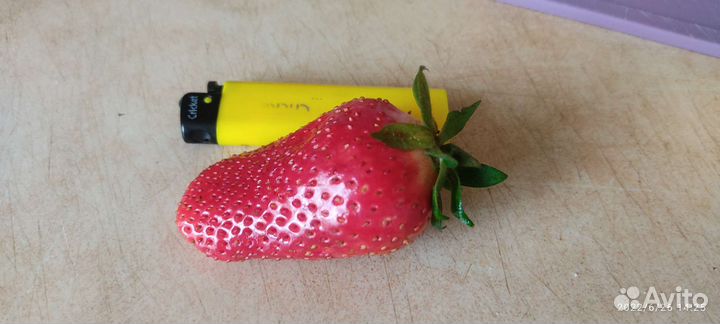 Рассада, саженцы клубники крупноплодной