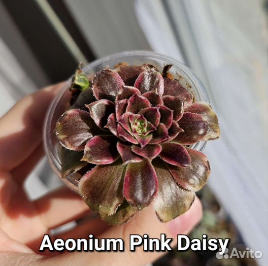 Суккуленты (3)