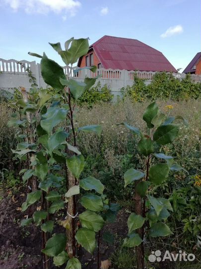 Реализую саженцы из личного плодопит-а с 1 сентябр