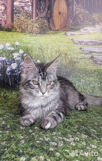 Котята мейн-кун