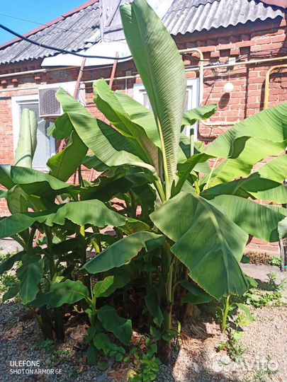 Банановые пальмы