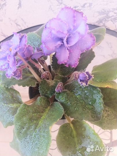 Сортовые фиалки