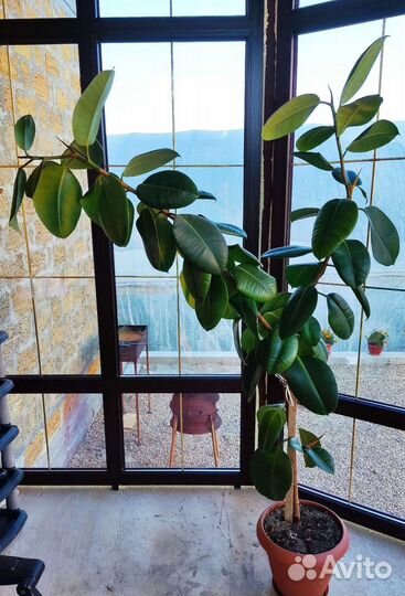 Фикус каучуконосный большой