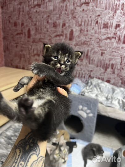 Котята мейнкун