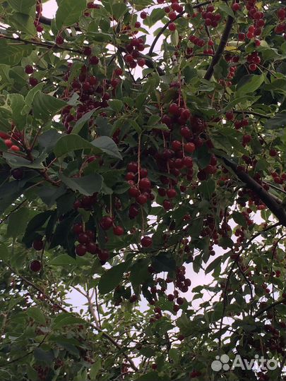 Красная черемуха