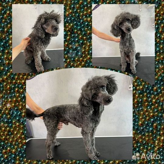 Груминг Животных / Стрижка Кошек и Собак