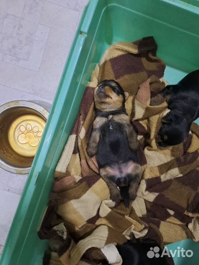 Йоркширский терьер