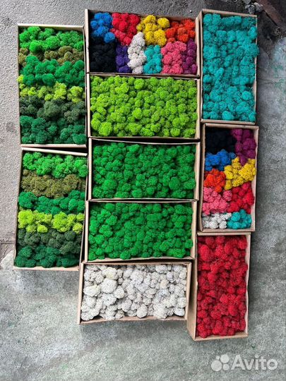 Мох стабилизированный ягель,кочка,пласты