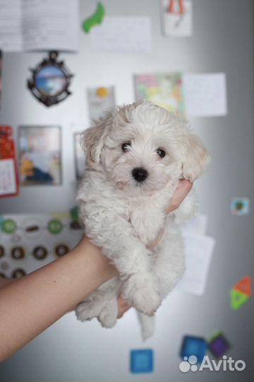 Мальтипу мини детки