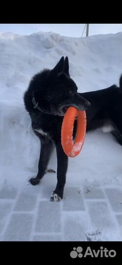 Восточно сибирская лайка