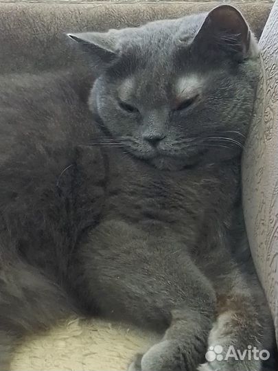 Кошка в добрые руки