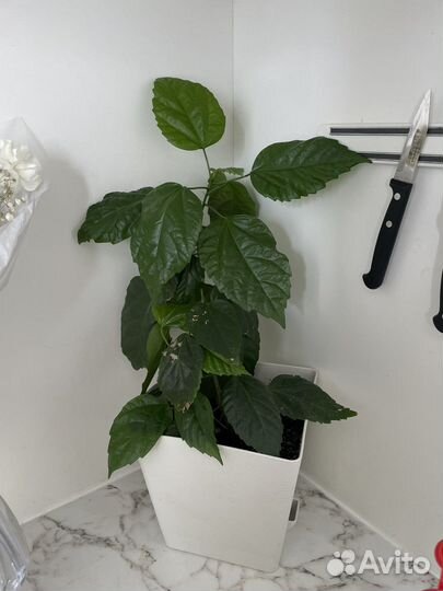 Цветы комнатные с горшками