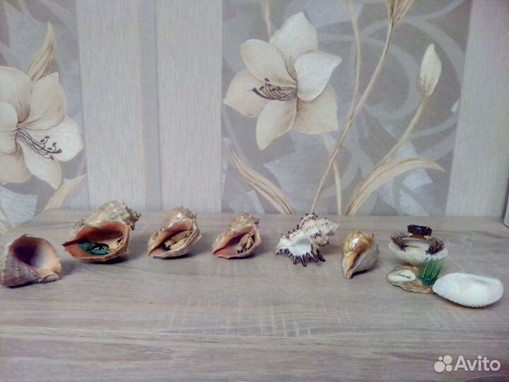 Ракушки(вместе)